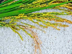 如何測定大米的黃度指數