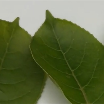 案例：ST-700d分光測色儀測量樹葉的顔色